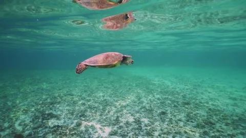 Slow motion, wide shot of Green Sea turtle eating small jellyfish Stock Footage 170351194