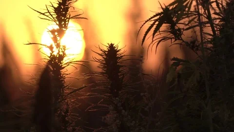 Slow motion wide shot of marijuana field in the amazing sunset background. Stock Footage 80906467
