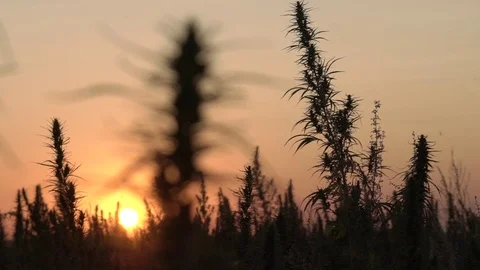 Slow motion wide shot of marijuana field in the amazing sunset background. Stock Footage 80906560
