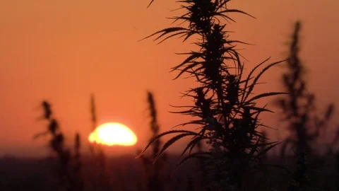 Slow motion wide shot of marijuana field in the amazing sunset background. Stock Footage 80906914