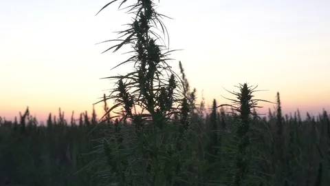 Slow motion wide shot of marijuana field in the amazing sunset background. Stock Footage 80907110