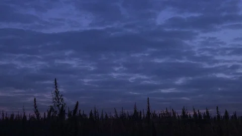 Slow motion wide shot of marijuana field in the amazing sunset background. Stock Footage 80907376