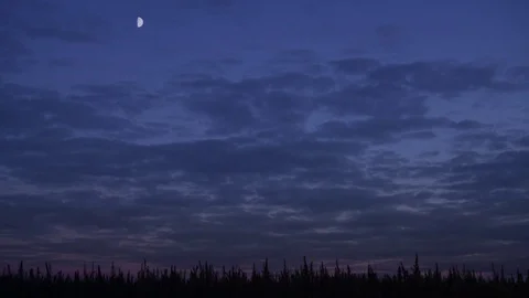 Slow motion wide shot of marijuana field in the amazing dusk background. Stock Footage 80907447