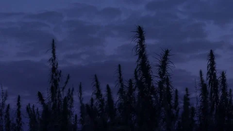 Slow motion wide shot of marijuana field in the amazing dusk background. Stock Footage 80907620