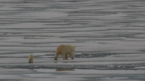 Slow motion - Wide shot polar bear and cub walk in the melting sea ice Stock Footage
