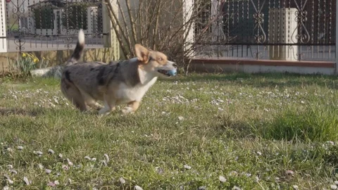 Slow motion, wide shot of welsh corgi fetch rubber toy on meadow, FULLHD 100fps Video stock 126118971