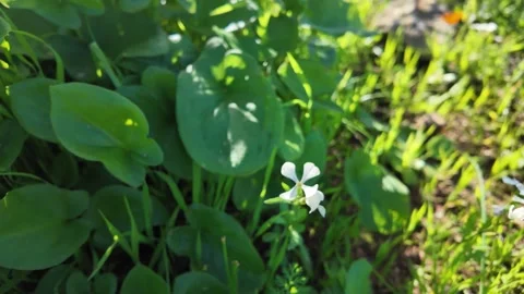 Slow Motion Wild Arugula Seed Pods Swaying Golden Hour Biodiversity Shot Saf Stock Footage 328642618