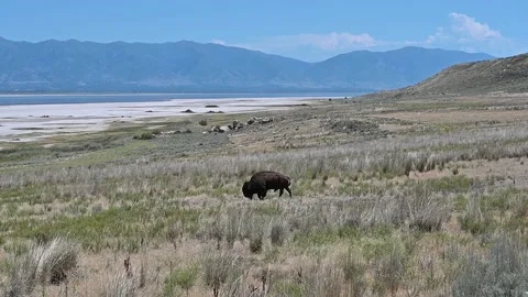Slow Motion of Wild Buffalo Grazing on Salt Flat Utah Antelope Island State Video stock 154142045