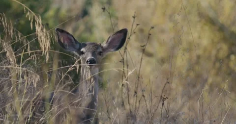 Slow Motion of a Wild Doe Hidden in Tall Golden California Grass Stock Footage 317771718