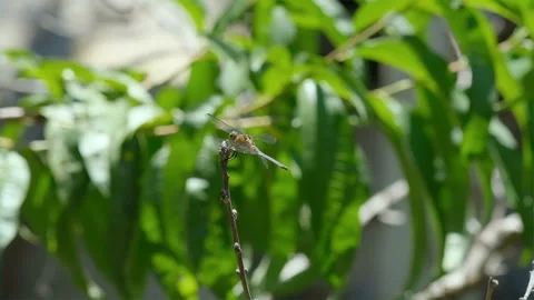 Slow motion of wild Dragonfly insect living on spring meadow ecosystem,wildlife Stock Footage 253115260