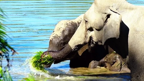 Slow motion Wild Elephants playing in water Stock Footage 87721594