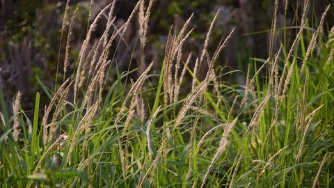 In slow motion, wild grass flowers gently sway in the breeze Stock Footage 288002934