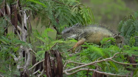 Slow Motion Of Wild Green Iguana Crawling Through the Tree Tops Stock Footage 201628229