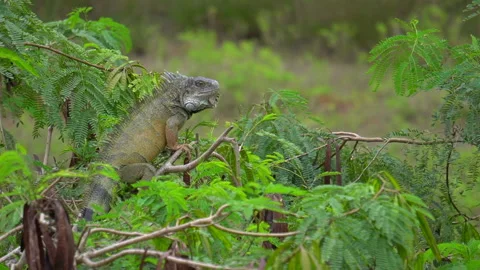Slow Motion Of Wild Green Iguana Head Shaking Display Head In Tree Stock Footage 201628409