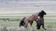Slow Motion Of Wild Horses Fighting At The West Desert In Utah Stock Footage