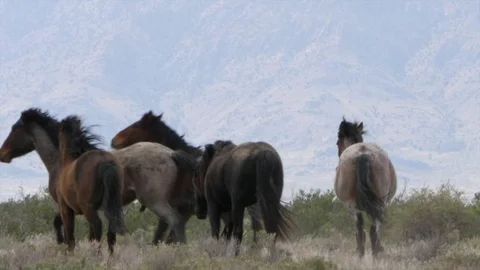 Slow motion of wild horses fighting at the west Utah desert Stock Footage