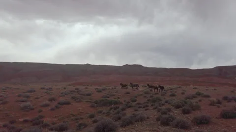 Slow motion - wild horses running through Utah Desert Stock Footage 263725616