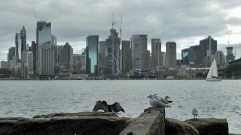 Slow motion wild life and sailing boat at Sydney harbour 4K Video stock 159714342