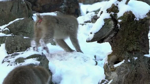 Slow motion wild monkey in cold snow with ice. Macaca fuscata winter Japan -Dan Stock Footage 144538076
