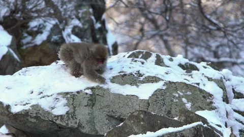 Slow motion of wild monkey eating food in cold snow with ice on winter Japan-Dan Stock Footage 144538359