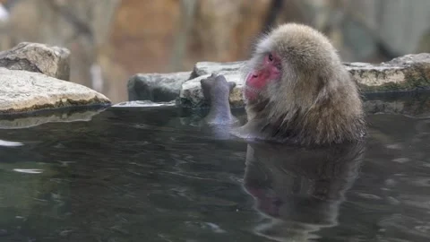 Slow motion of a wild monkey that enters a hot spring. Macaca fuscata pool -Dan Stock Footage 144538046