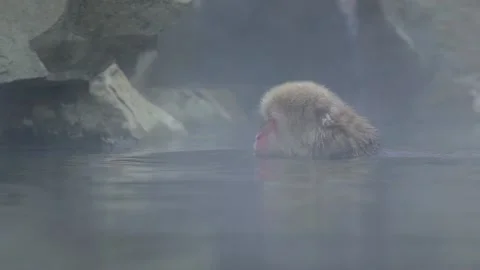 Slow motion of a wild monkey that enters a hot spring. Macaca fuscata pool -Dan Vidéo 144538196