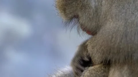 Slow motion of wild monkey grooming in hot spring during winter season Japan-Dan Stock Footage 144538238