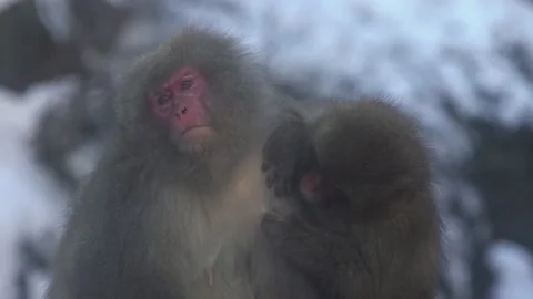 Slow motion of wild monkey grooming in hot spring during winter season Japan-Dan Stock Footage 144538352