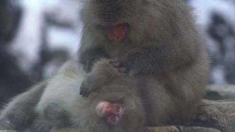 Slow motion of wild monkey grooming in hot spring during winter season Japan-Dan Stock Footage 144538419