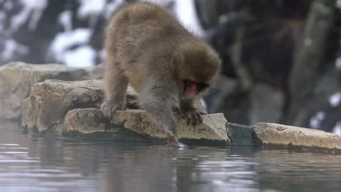 Slow motion of wild monkey near a hot spring. Snow monkey on onsen of Japan-Dan Stock Footage 144538512