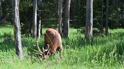 Slow Motion Wild Mule Deer Grazing in Yellowstone National Park Wyoming Stock Footage 154142246