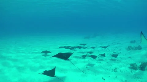 SLOW MOTION: Wild stingray rays swimming in crystal clear ocean Stock Footage 60928303