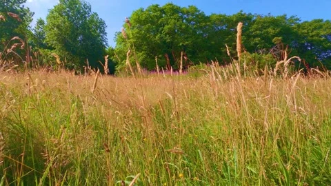 Slow motion wild tall grass field next to rural forest path Stock Footage 340437900