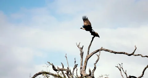 Slow motion of wild vultures taking flight. African Safari cinematic 動画素材 195971619