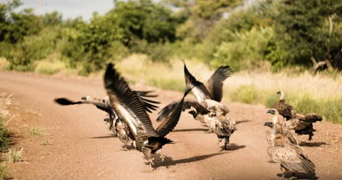 Slow motion of wild vultures taking flight. African Safari cinematic Stock-Footage 200837056