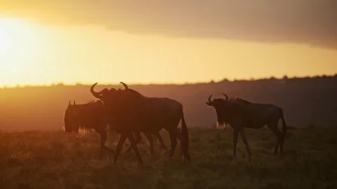 Slow Motion of Wildebeest Herd Walking at Sunset, Great Migration in Stock Footage 246504170