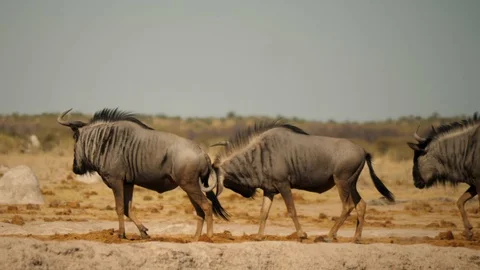 Slow motion: Wildebeest walk in row, one stabs another in rump with horn Stock-Footage 114639730