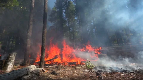 Slow Motion Wildfire  Stock Footage 248328970