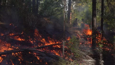 Slow Motion Wildfire  Stock Footage 248328971