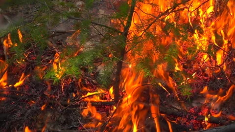 Slow Motion Wildfire  Stock Footage 248329000