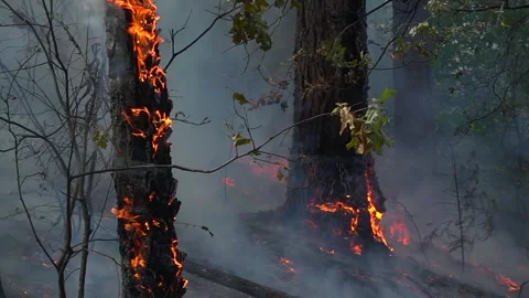 Slow Motion Wildfire  Stock Footage 248329027