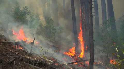 Slow Motion Wildfire  Stock Footage 248329030