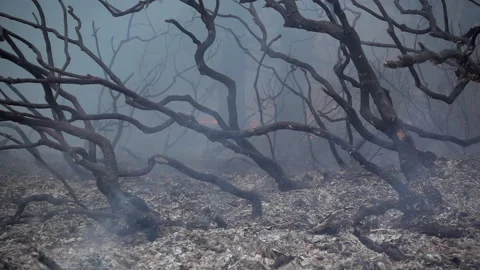 Slow Motion Wildfire  Stock Footage 248329056