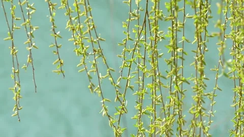 Slow motion of willow branches fluttering in the wind in spring Vídeo Stock 277441089