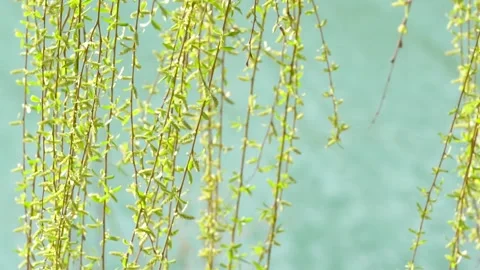 Slow motion of willow branches fluttering in the wind in spring Stock Footage 277441091