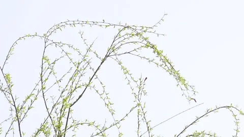 Slow motion of willow branches fluttering in the wind in spring Stock Footage 277441094