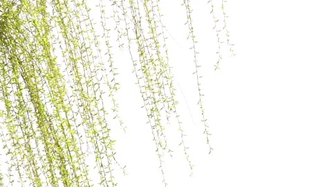 Slow motion of willow branches fluttering in the wind in spring Stock Footage 277441095