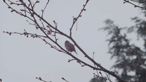 SLOW MOTION: Willow Tit (bird) on a branch Stock Footage 116605736