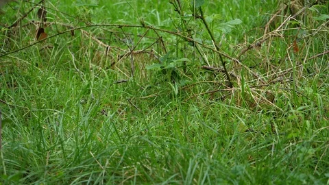 Slow motion Willow warbler Phylloscopus trochilus flies to nest,enters ,feeds Stock Footage 87046388