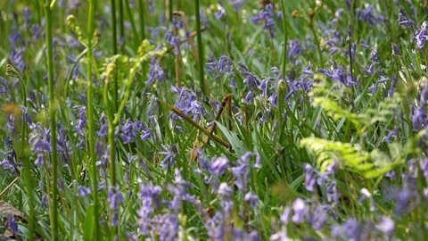 Slow motion Willow warbler Phyllsocopus trochlius moving through bluebells Stock Footage 98900228